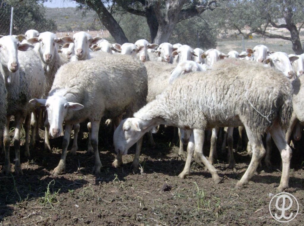 ovejas maellanas